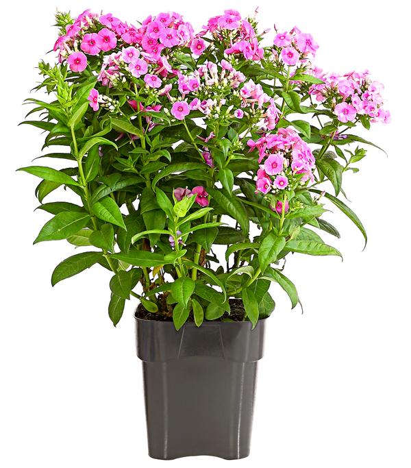 Stauden-Phlox, verschiedene Sorten