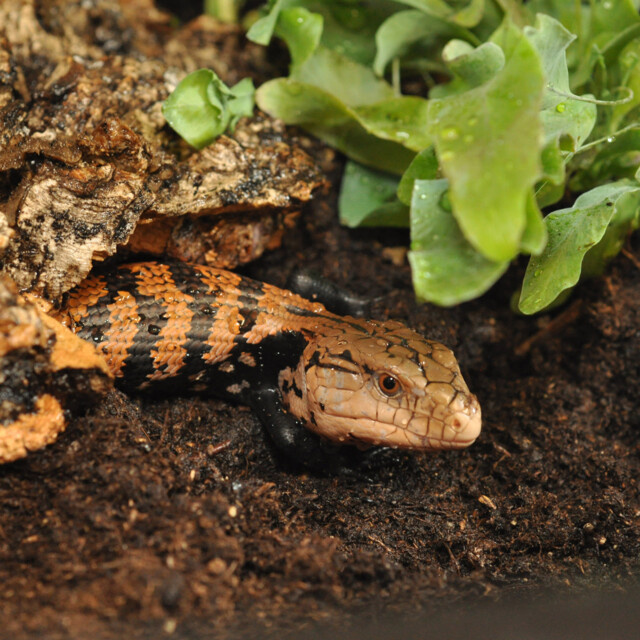 Habistat Jungle Bio Substraat 10L grondmengsel