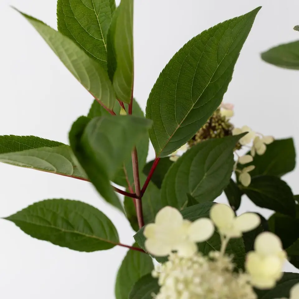 Pluimhortensia - Hydrangea paniculata 'Early Harry' - Hoogte 25-40cm - ⌀19cm