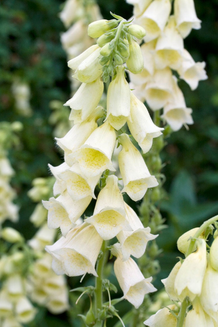 Vingerhoedskruid (Digitalis grandiflora) D 11 H 80 cm