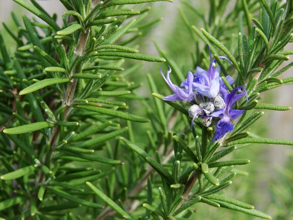 Romarin - 100 graines - avec substrat - rosmarinus officinalis