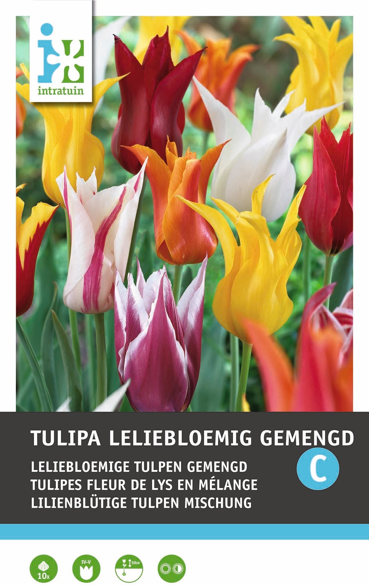 Intratuin bloembollen Tulp (Tulipa 'Lilyflowering') leliebloemig gemengd 10 stuks