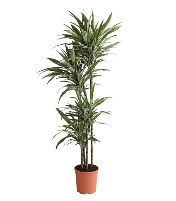 Drachenbaum - Dracaena deremensis 'White