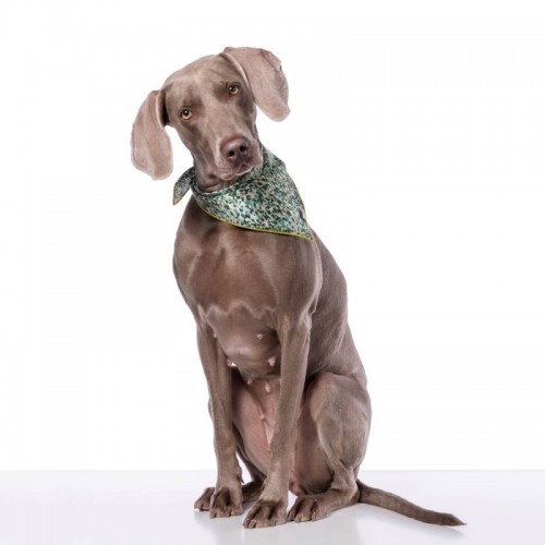 Bandana para cachorro com estampa camuflada verde