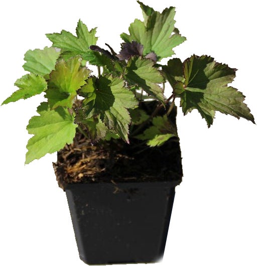 Anemoon (Anemone tomentosa 'Robustissima') D 9 H 10 cm