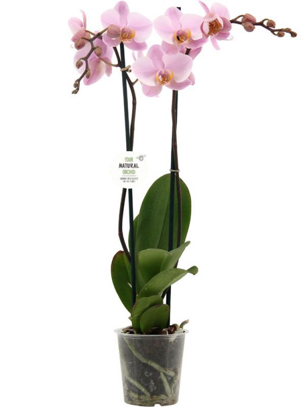 Orchidee (Phalaenopsis) - Kamerplant - 12 cm