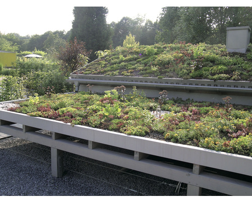 Kiepenkerl DSV 630 gazonzaad voor groene daken III, kruidenmix, 1 kg, 200 m²