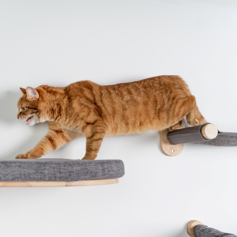 Parede de escalada para gatos - Ponte
