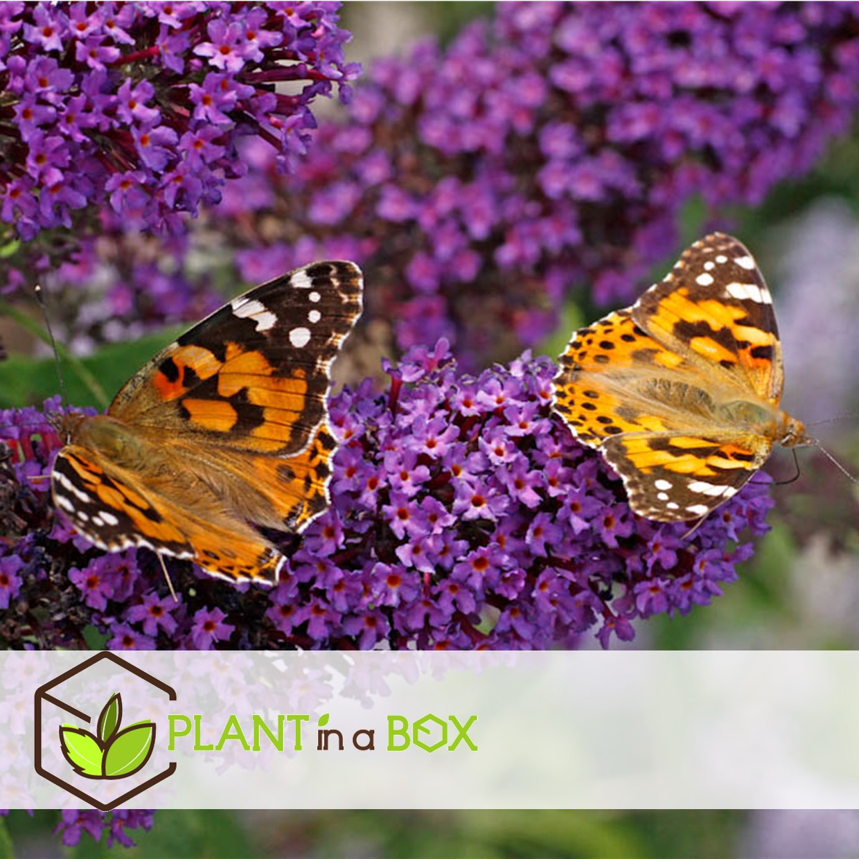 Buissons papillons - mélange de 6 - buddleja - pot 9cm - hauteur 25-40cm