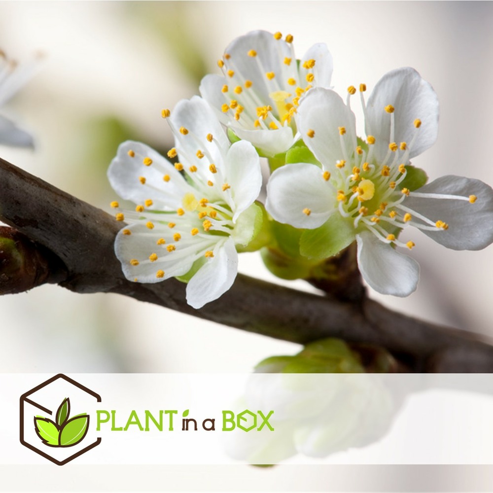 Pommier trio x2 - malus - pot 17cm - hauteur 60-80cm