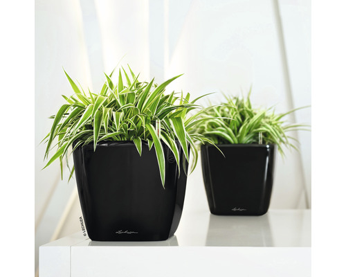 Lechuza Quadro plantenbak 21 x 21 x H 20 cm zwart incl. zelfbewateringssysteem, plantenbak, substraat en waterniveau-indicator