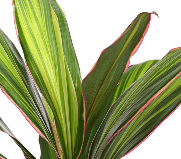 Keulenlilie - Cordyline cultivars,