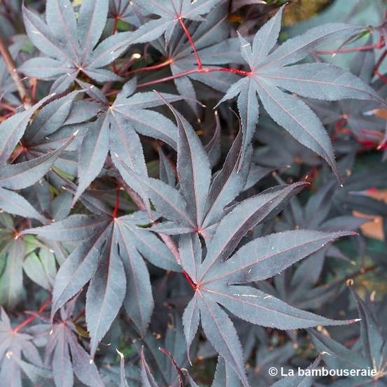 Acer Japonicum 'Palmatum Blood Good' C7L h.60/80cm
