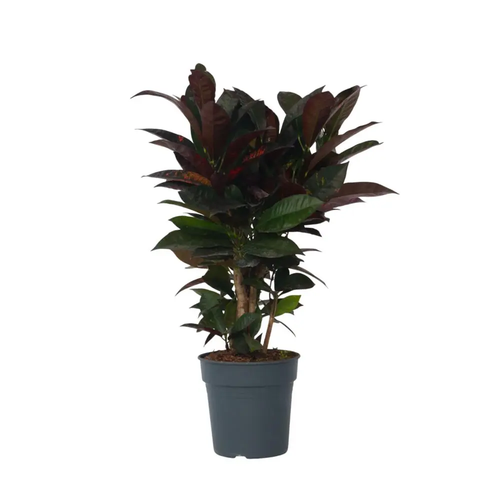 Croton - Codiaeum variegatum 'Mrs. Iceton' - Hoogte 60-70cm - ⌀19cm