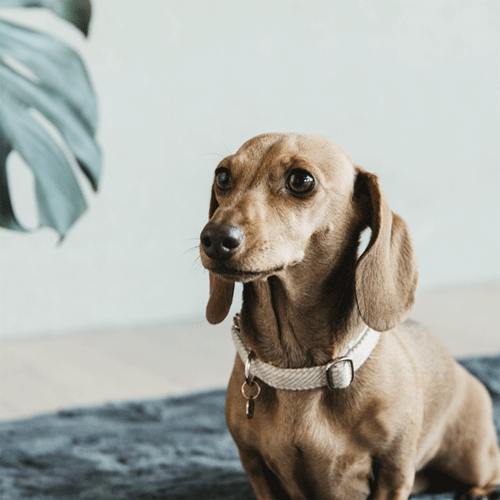 Kentucky Dogwear Hondenhalsband Wool