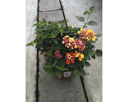 Lantana camara, ca. 15 cm hoog, potdiameter 25 cm