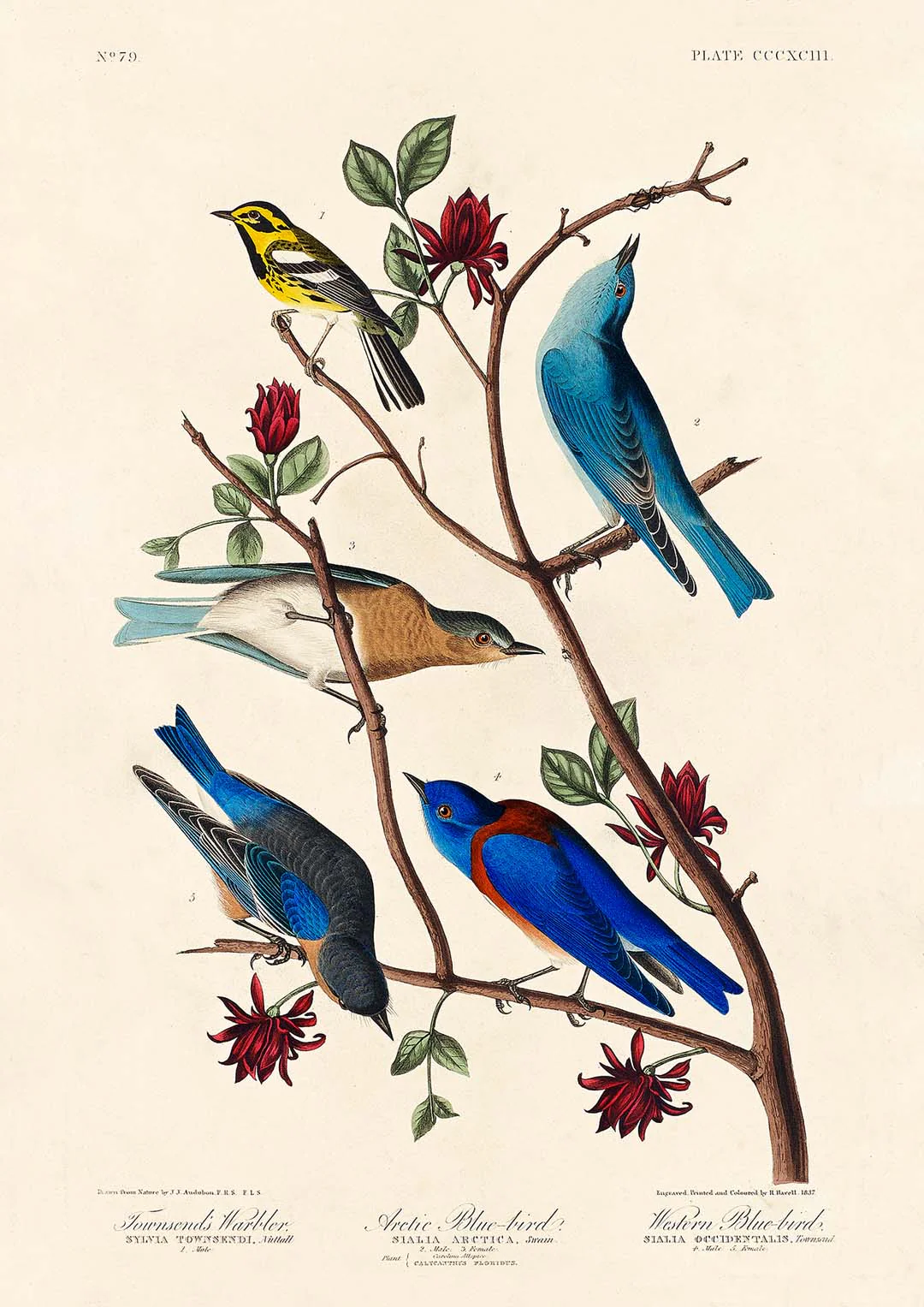 Artic und Western Blu-Bird