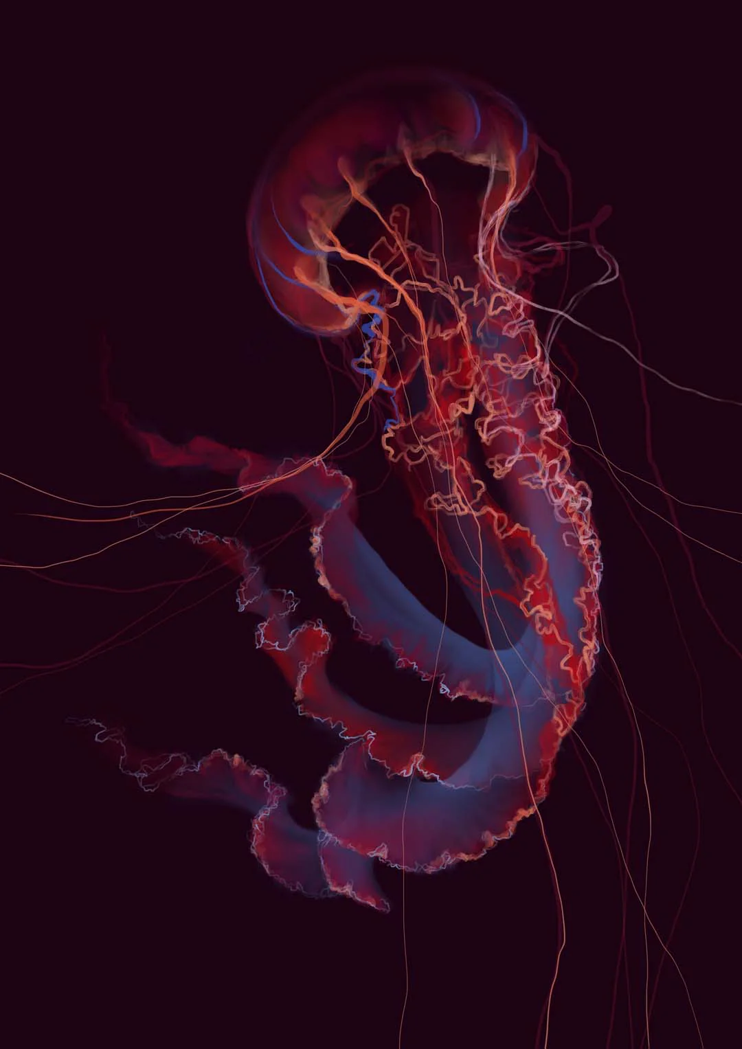 Red Phenomena Jellyfish von Julia Charlott