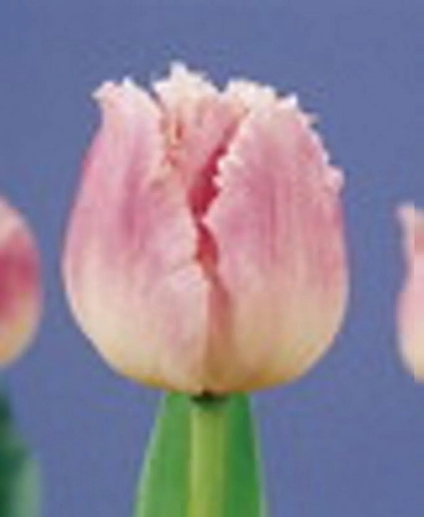 Tulipa gesneriana 'Dallas' Tulipan 'Dallas'