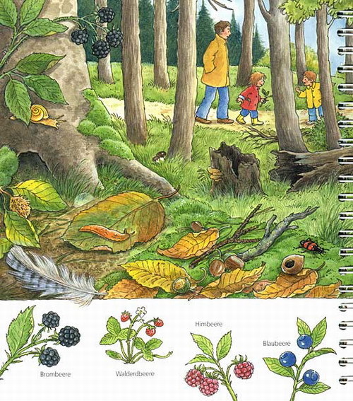 Der Wald / Wieso? Weshalb? Warum? Junior Bd.6