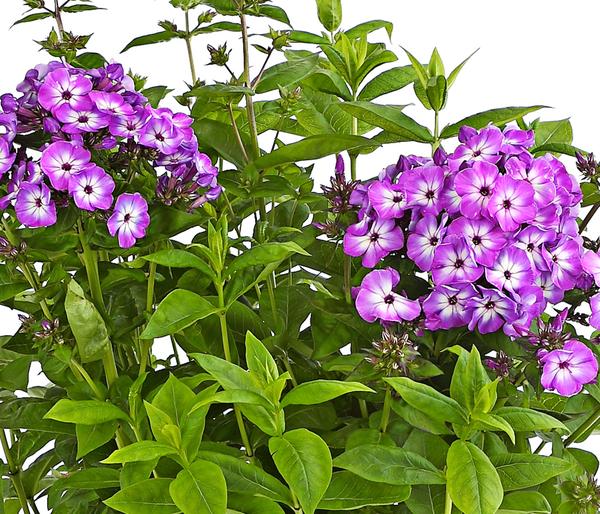 Bio Stauden-Phlox, blau