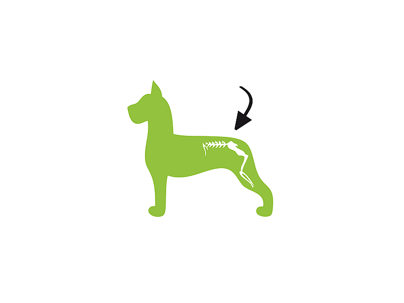 Dog Mobility Plus 250 gram