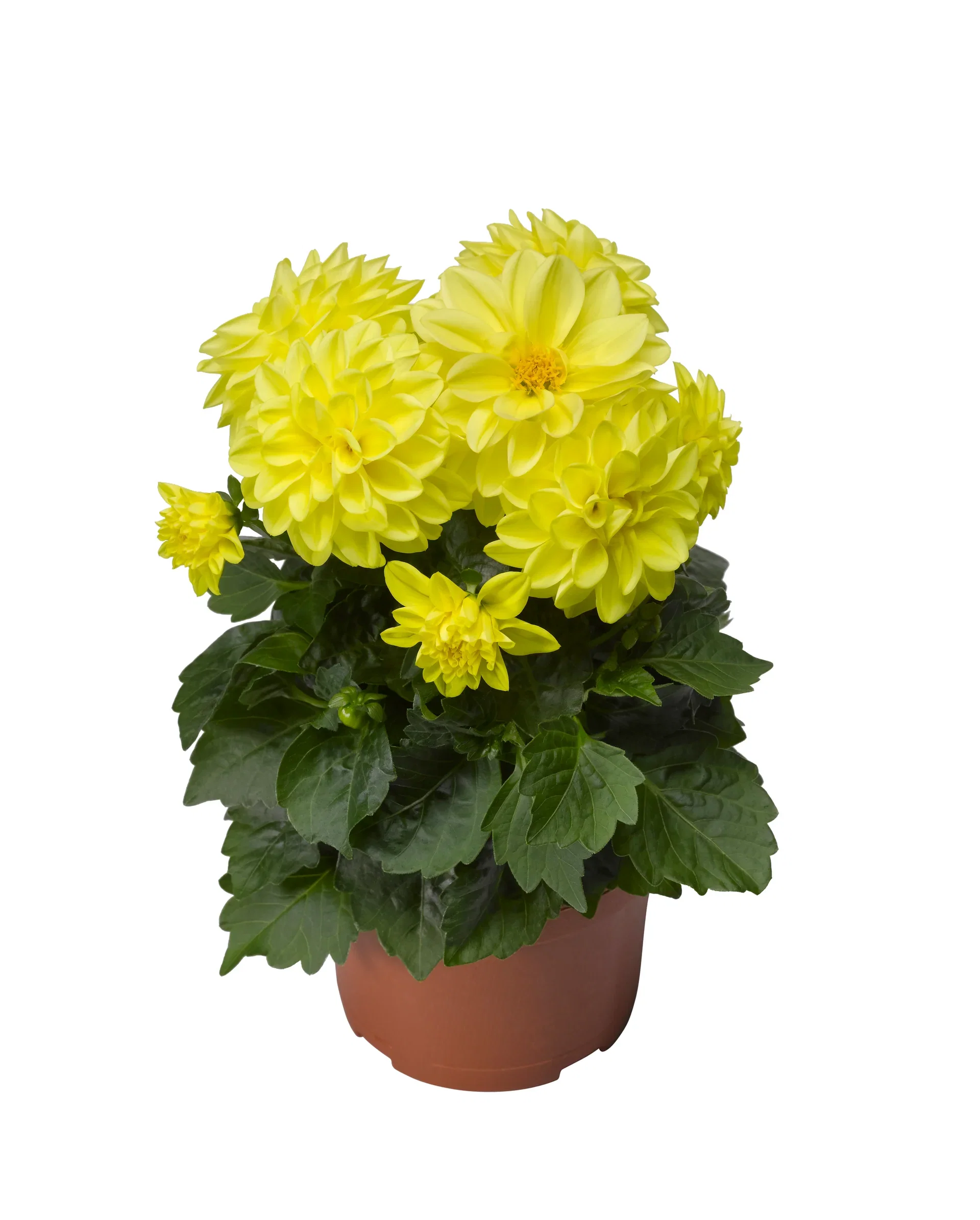 Dahlia Georgine med fylte blomster Ø12 cm