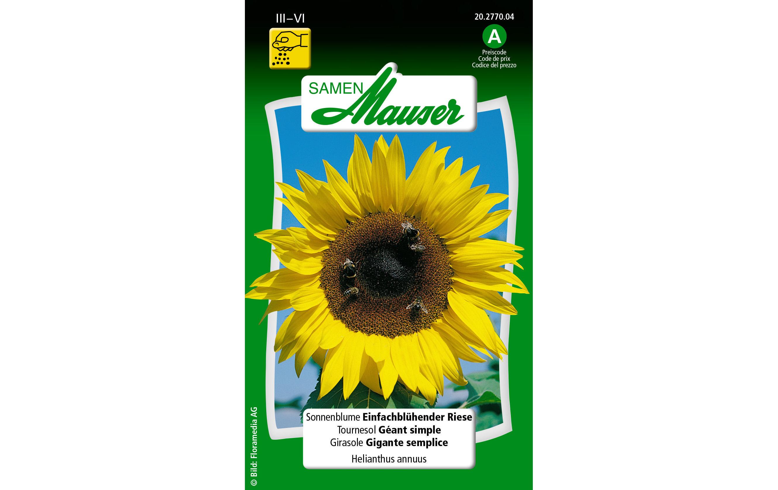 Saatgut Sonnenblume Einfachblüh. RieseBlumensamen