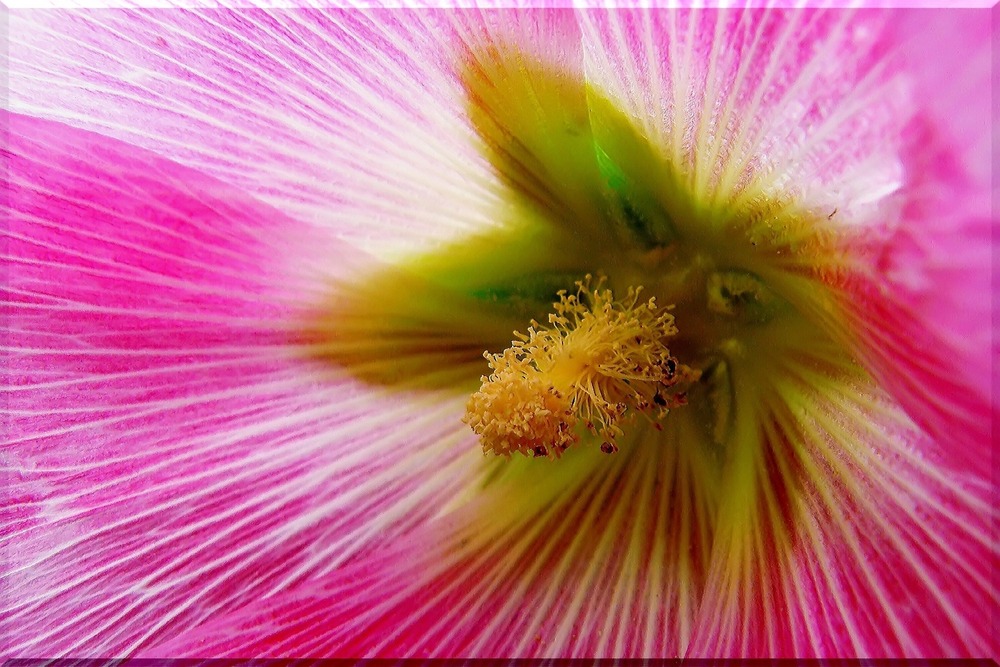 Mélange de roses trémières - 100 graines - alcea rosea