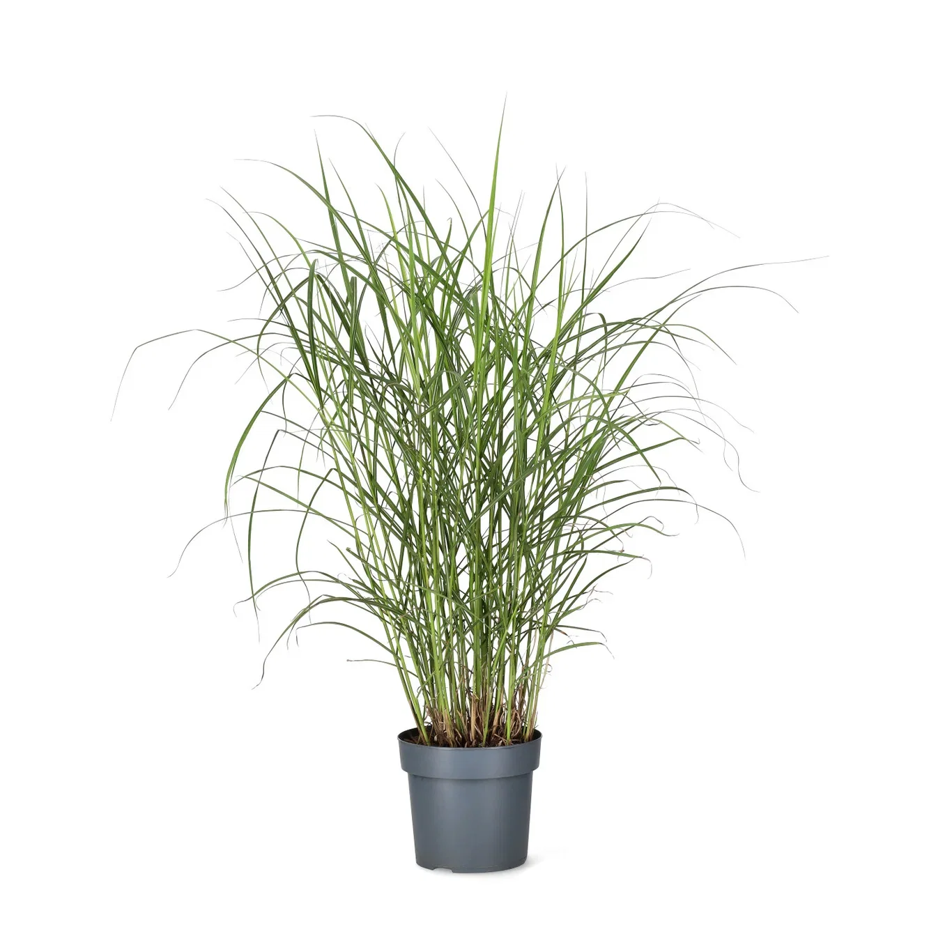 Miscanthus sinensis 'Ferner Osten' Silkekinagress 'Ferner Osten' Ø19 cm
