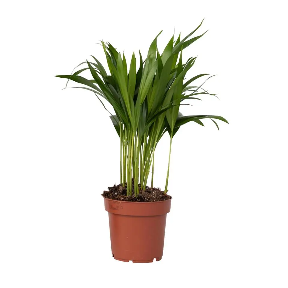 Areca goudpalm - Dypsis lutescens - Hoogte 30-45cm - ⌀12cm