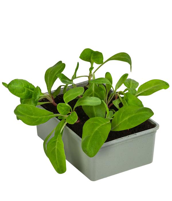 Bio Mangold, 6er Schale