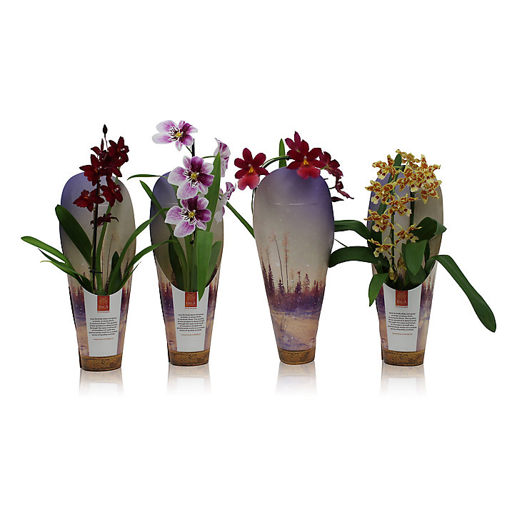 Orchidée mix 1 tige cascade