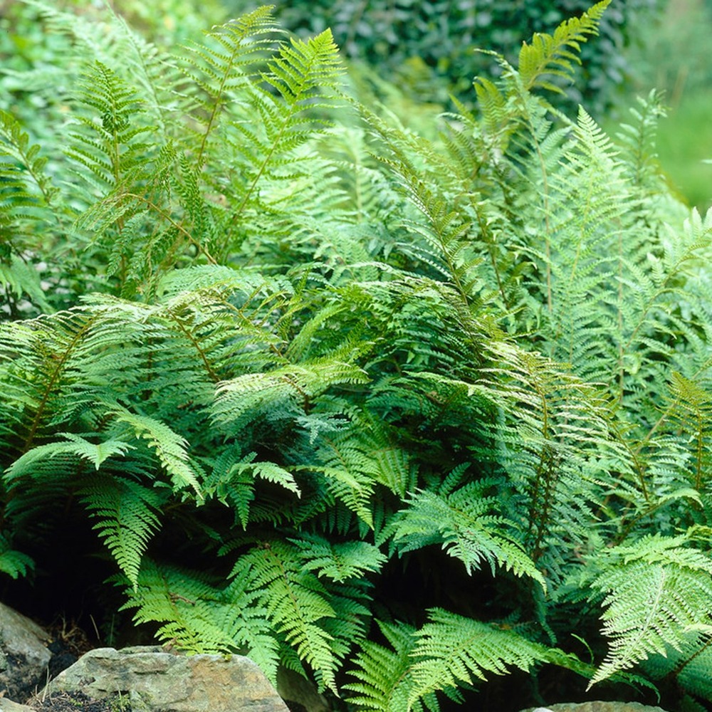 3x fern mix - fougère d'extérieur - fougère - rustique - ⌀12 cm - ↕20-30 cm
