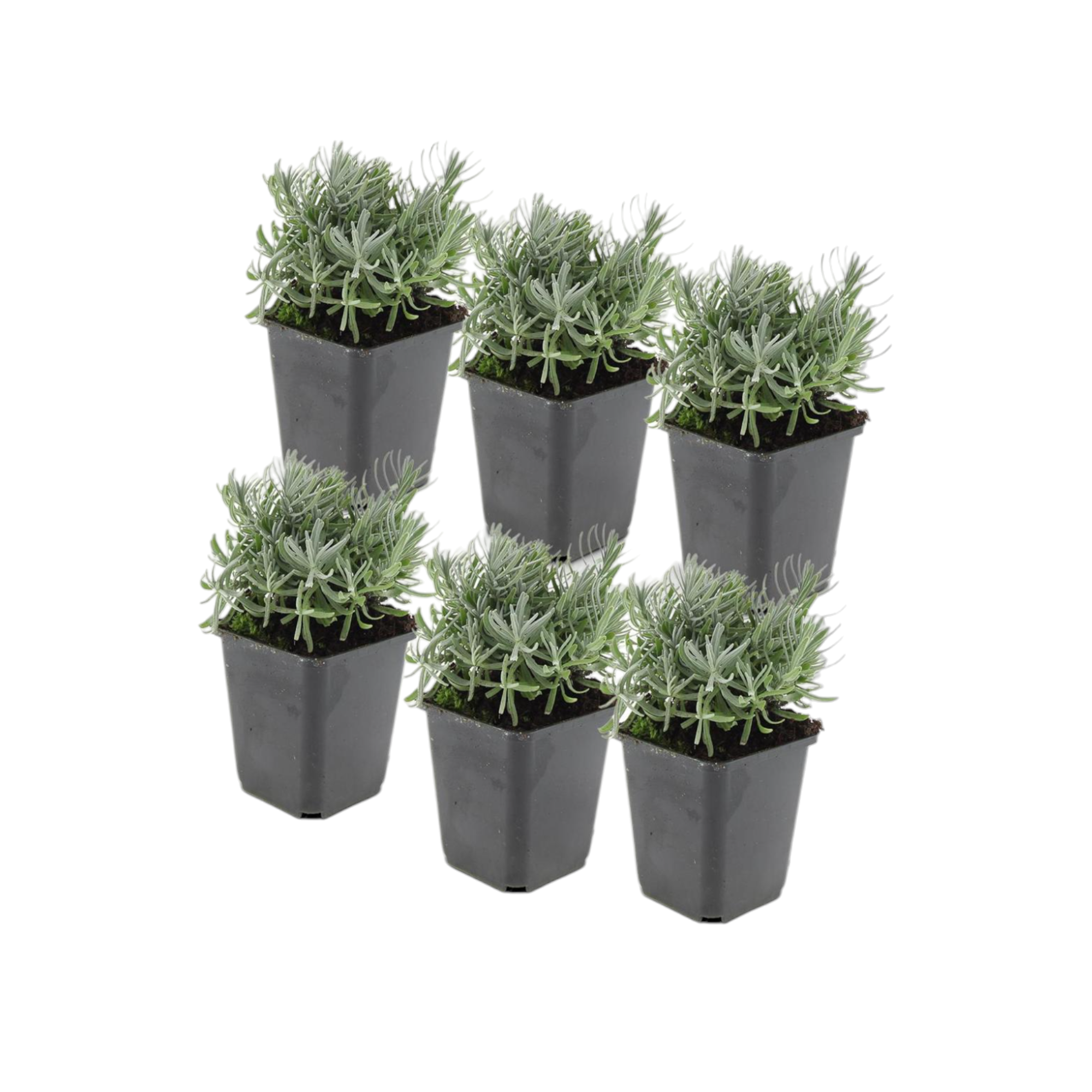 Lavande 'hidcote' - lot de 6