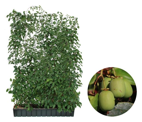 Hecke am laufenden Meter® Genuss -