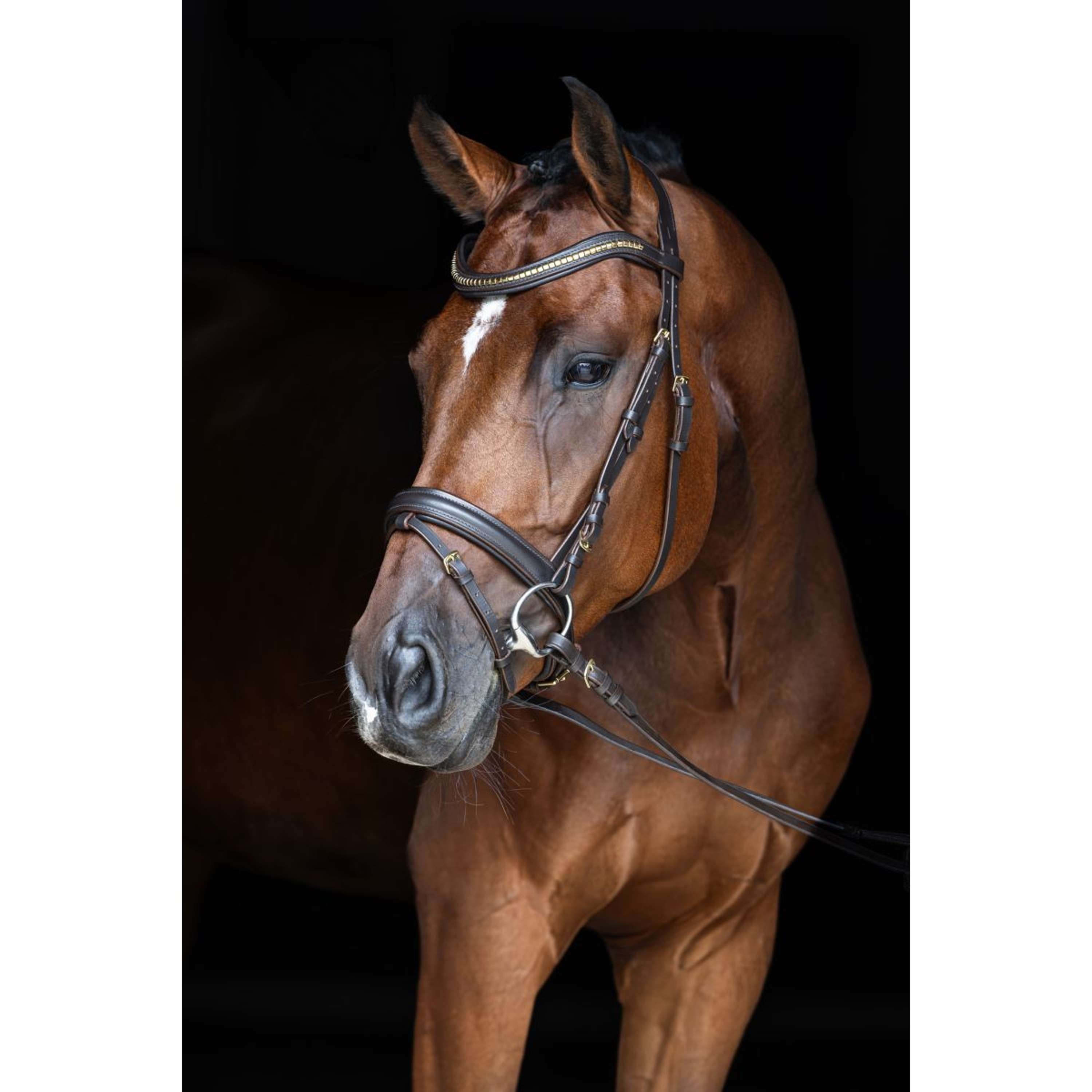 Covalliero Hoofdstel Clincher Bruin