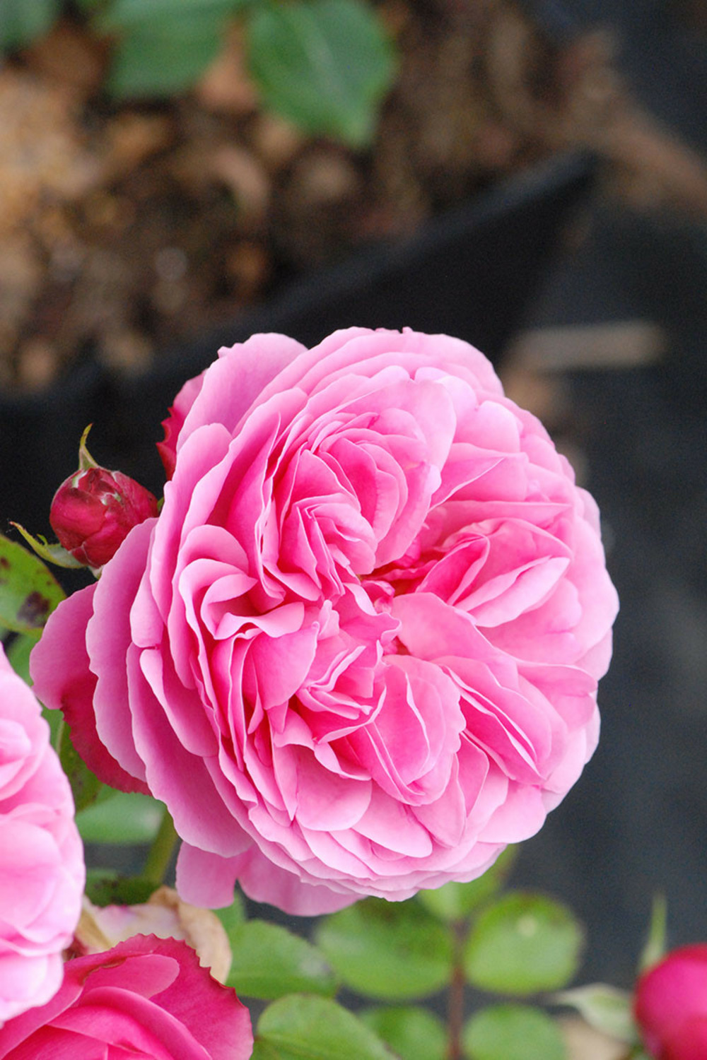 Rosier meilland ?'leonard de vinci' - 5l