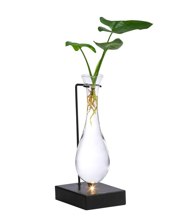 Waterplant Baumfreund im Glas - Philodendron