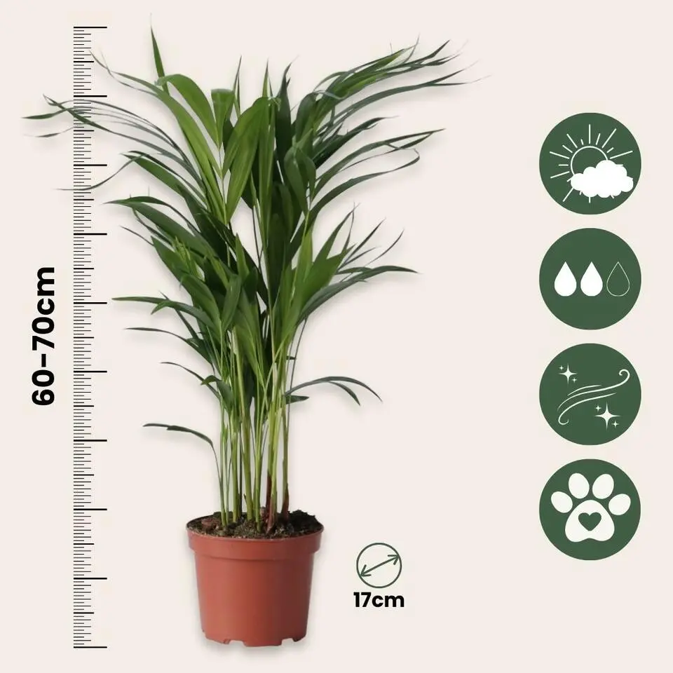Areca goudpalm - Set van 2 - Dypsis lutescens - Hoogte 60-70cm - ⌀17cm