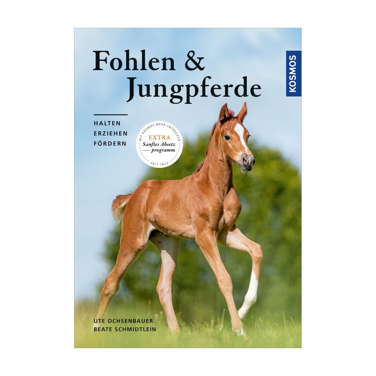 Kosmos Fohlen und Jungpferde