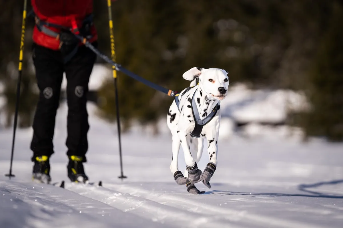 Seleverkstedet Seleverkstedet Nome racing dog harness Grå/svart/gul