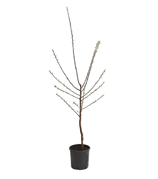 Mirabelle 'Nancy'