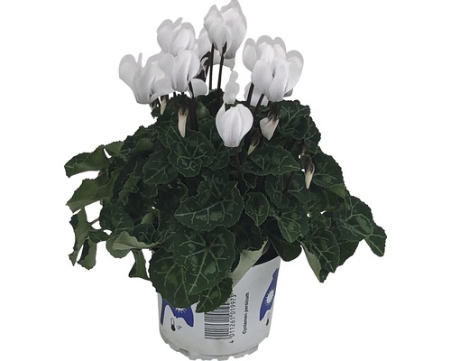 Cyclamen Patio Mix FloraSelf Cyclamen persicum Ø 10/11 cm pot