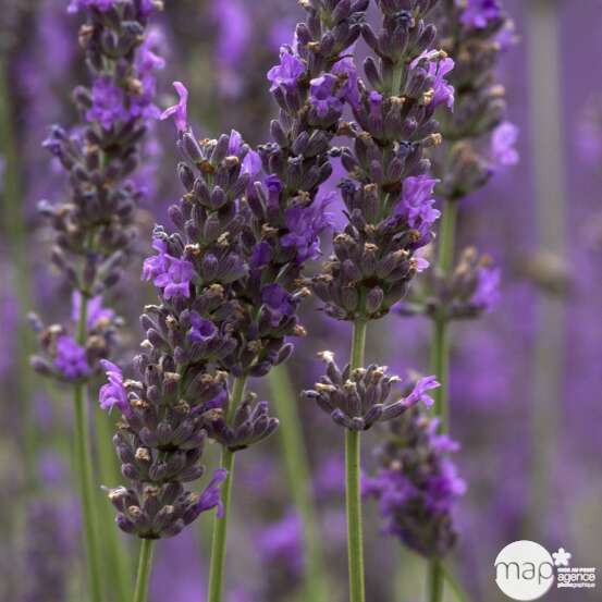 Lanvandula x 'Dutch' : pot 5L