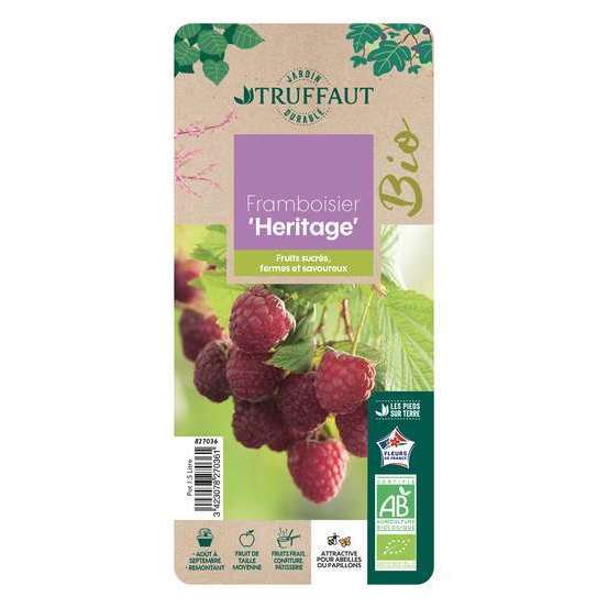 Framboisier 'Héritage' bio - pot de 1,5L