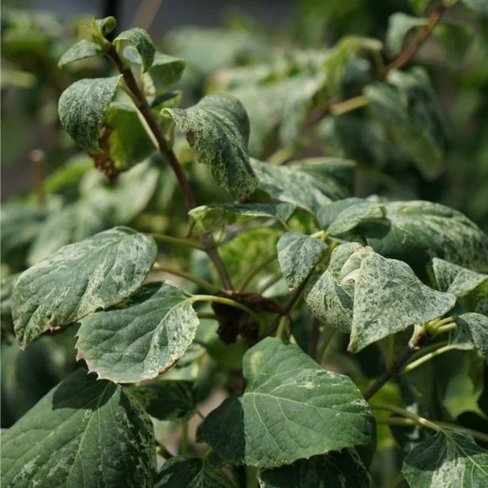 Schizophragma hydrangeoides 'burst of light' - schizophragma hydrangeoides 3l
