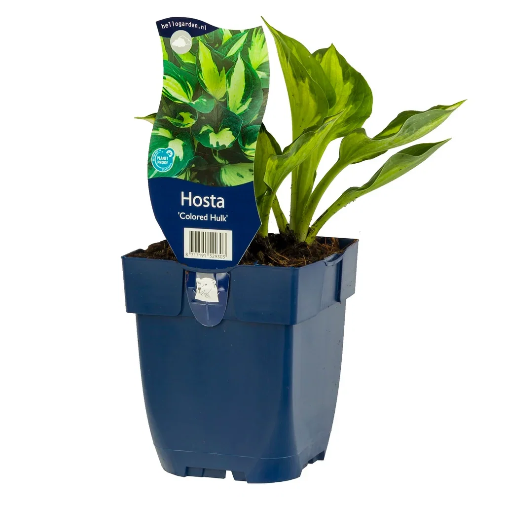 Hosta 'Colored Hulk' Bladlilje 'Colored Hulk' Ø11 cm