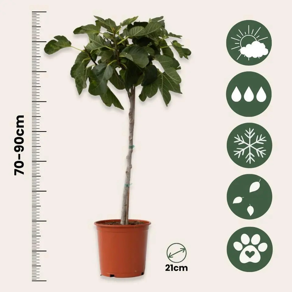 Vijgenboom - Set van 2 - Ficus Carica - Hoogte 70-90cm - ⌀21cm