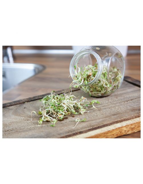 Buzzy Organic Sprouting Pot Salademix Bio - Groentezaden - 7.5 g